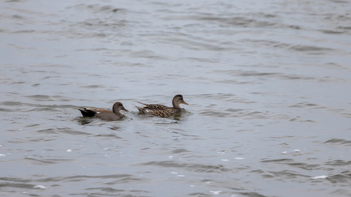Gadwall - ML637612535