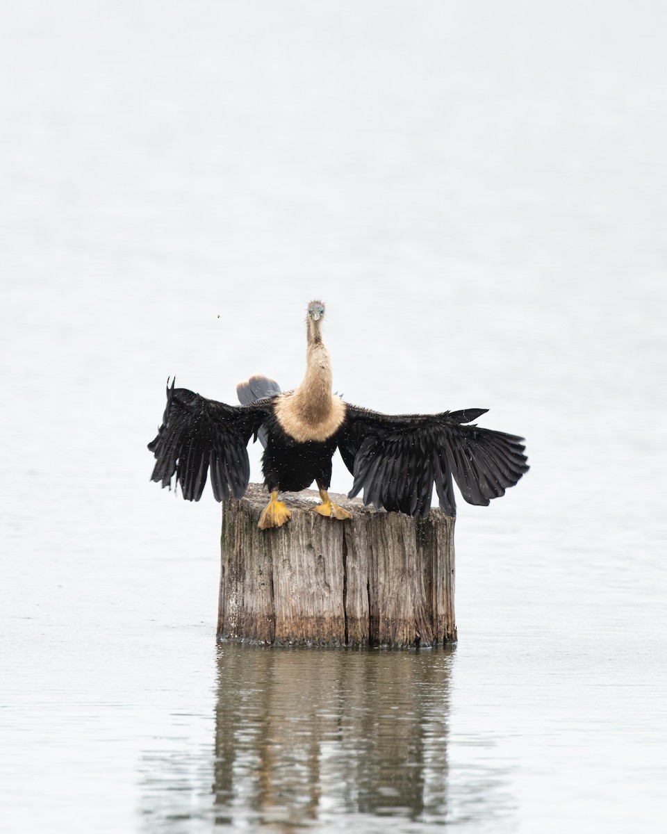 Anhinga - ML637612537