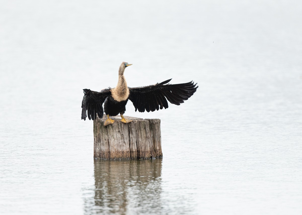 Anhinga - ML637612538