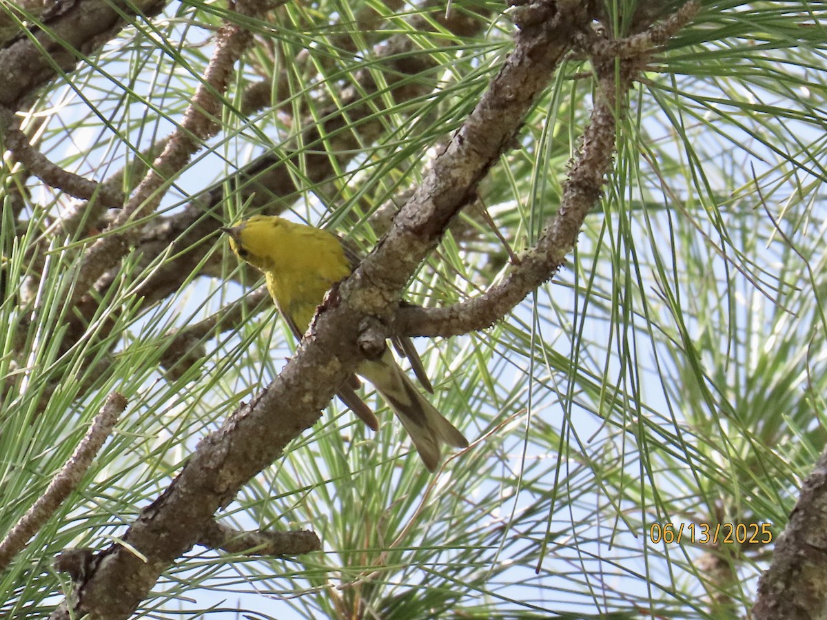 Pine Warbler - ML637612564