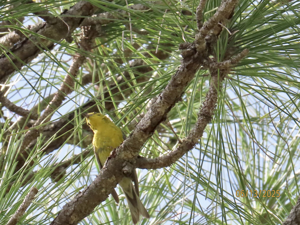 Pine Warbler - ML637612565
