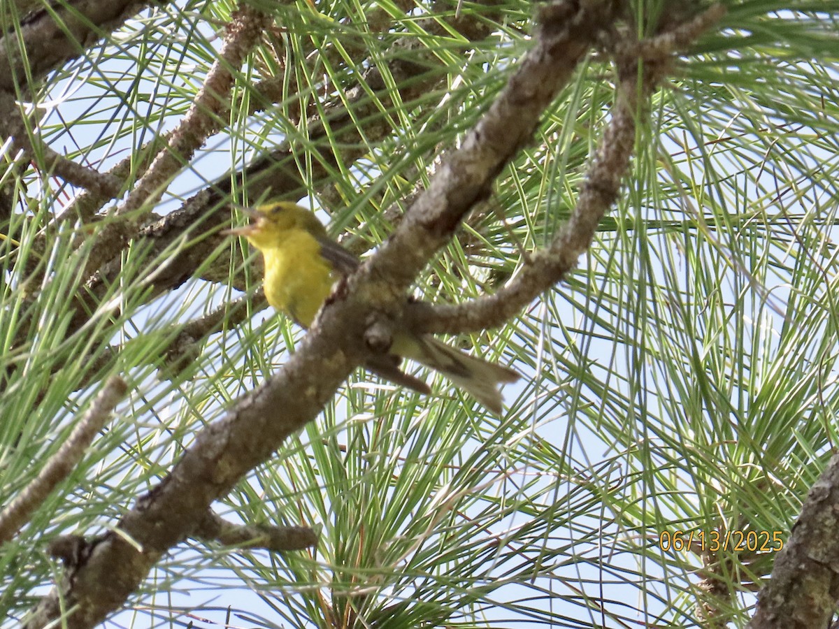 Pine Warbler - ML637612566