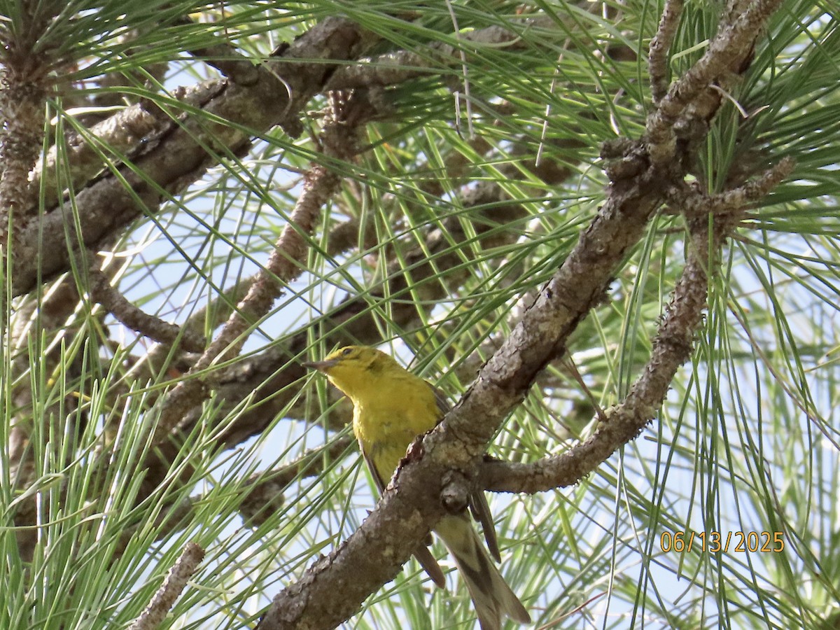 Pine Warbler - ML637612567