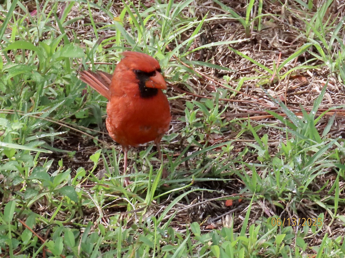 Northern Cardinal - ML637612573