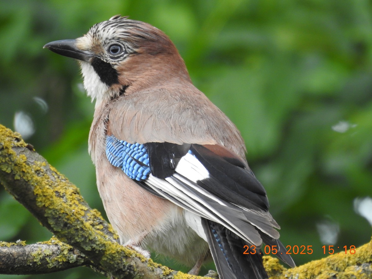 Eurasian Jay - ML637612575