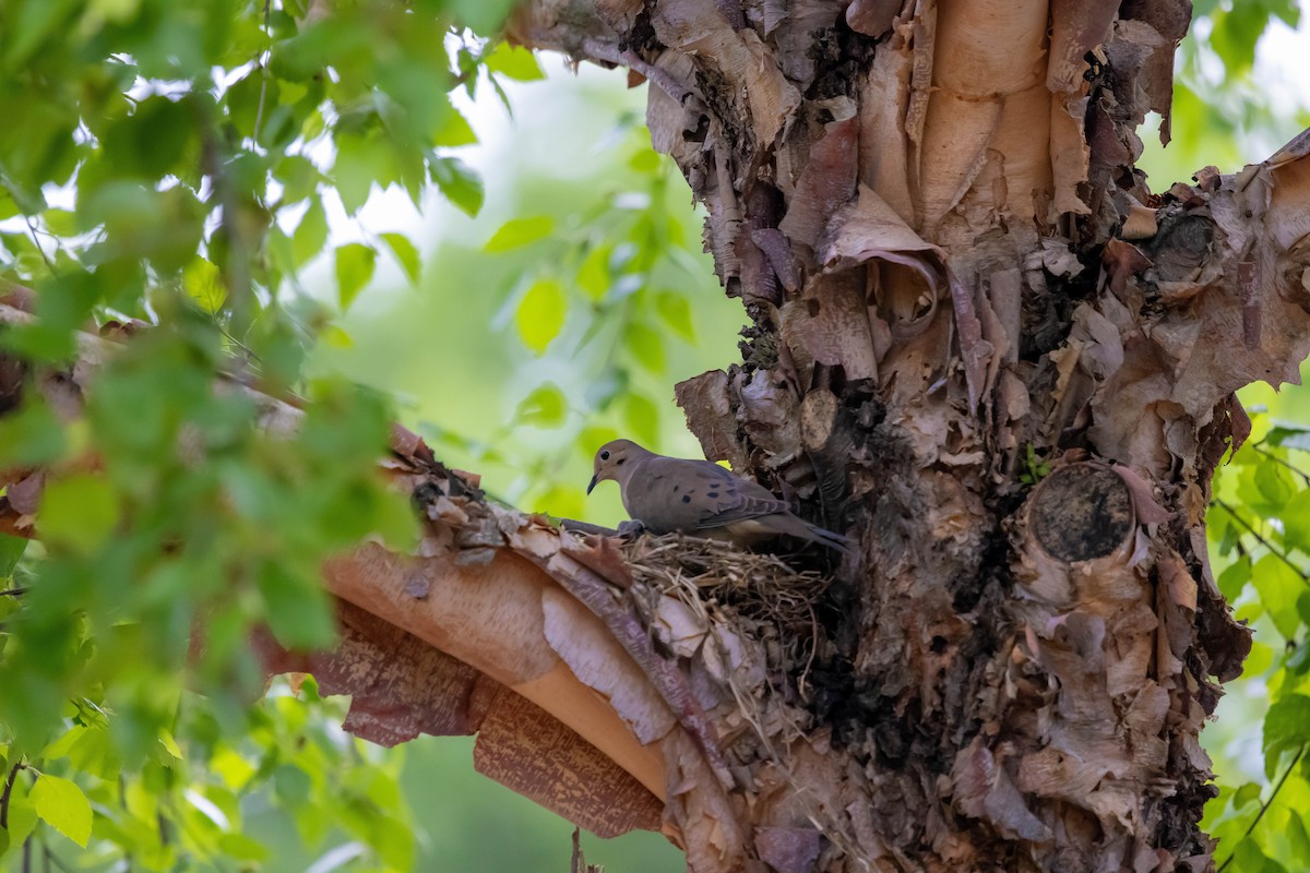 Mourning Dove - ML637612582