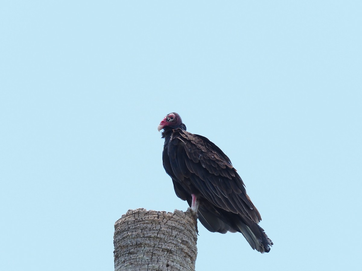Turkey Vulture - ML637612584