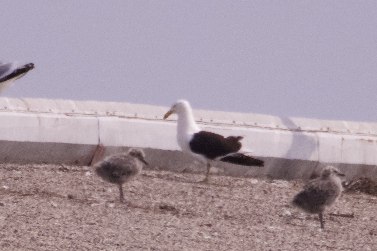 Kelp Gull - ML637612591