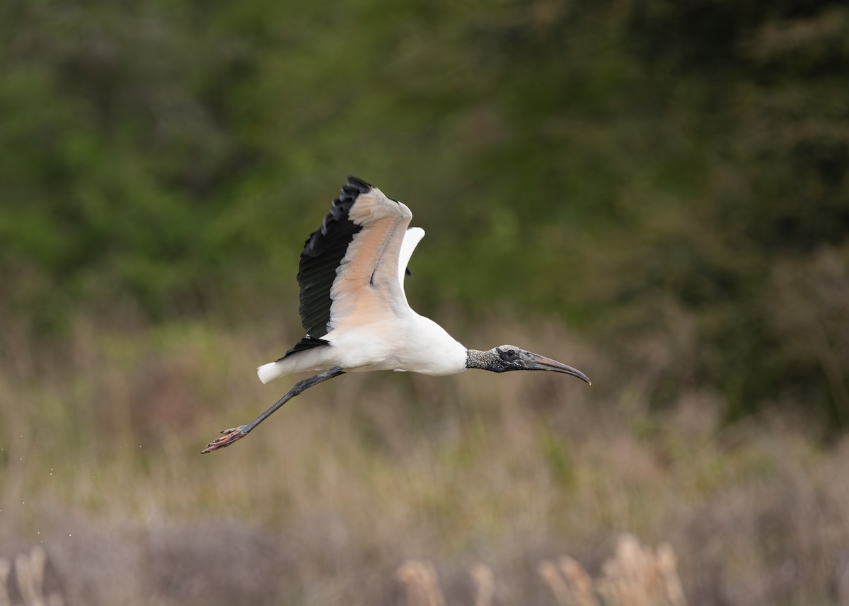 Wood Stork - ML637612613