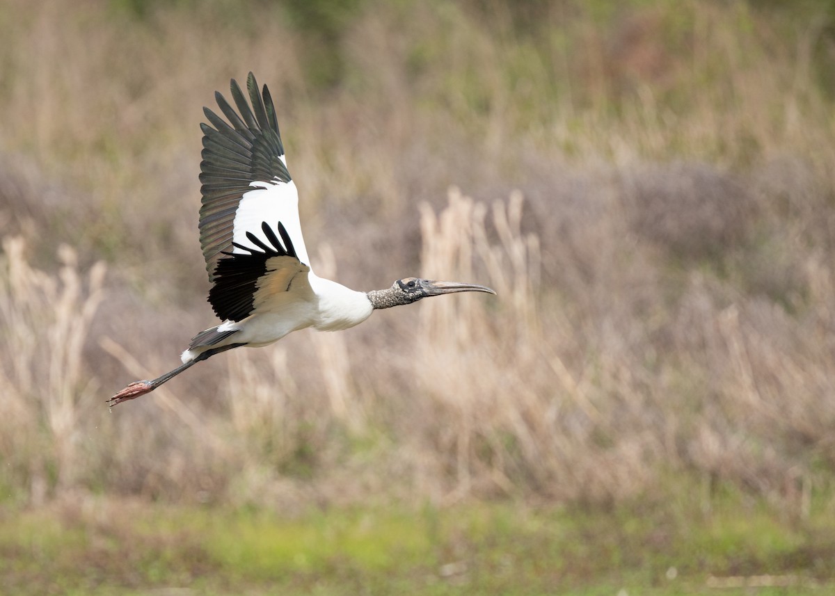 Wood Stork - ML637612616