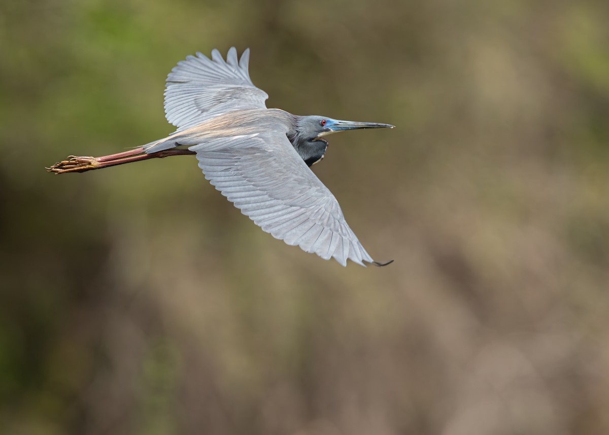 Tricolored Heron - ML637612643
