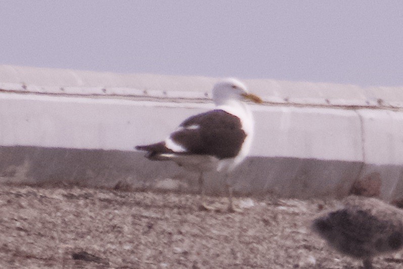 Kelp Gull - ML637612645