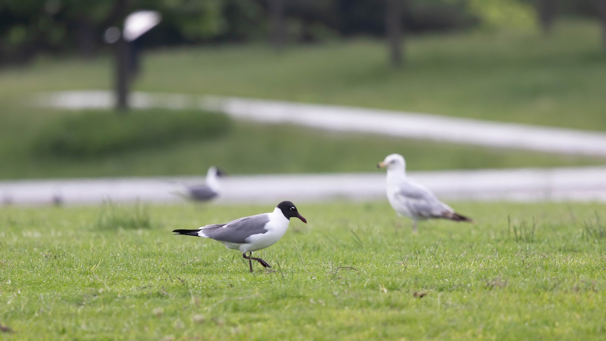 Laughing Gull - ML637612646