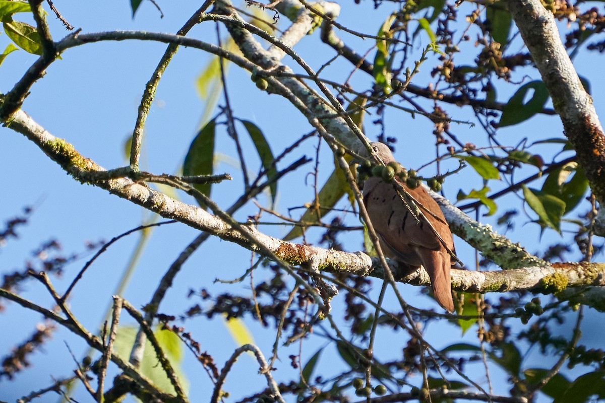 Ruddy Ground Dove - ML637612647