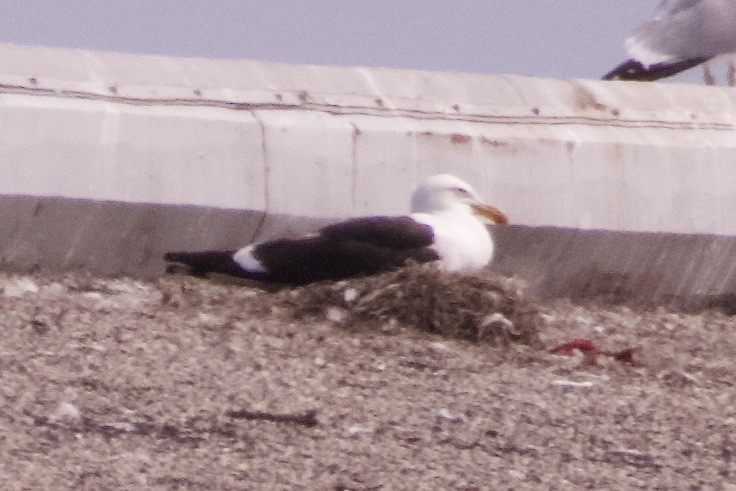 Kelp Gull - ML637612663