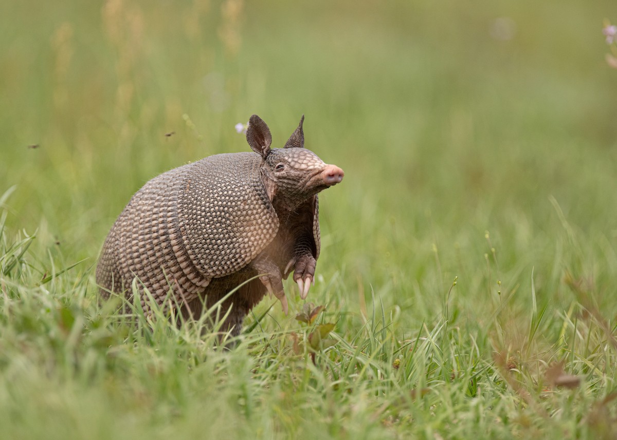 Mammals - ML637612664