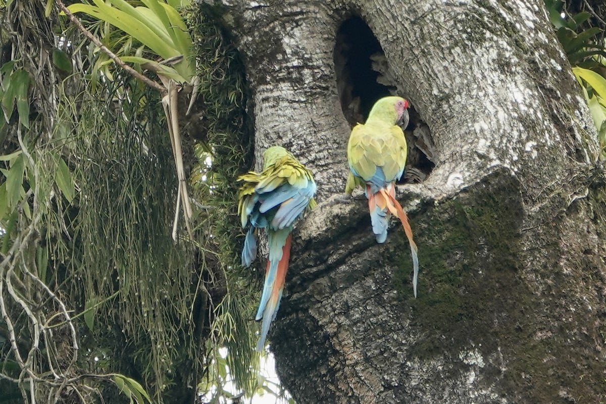 Great Green Macaw - ML637612682