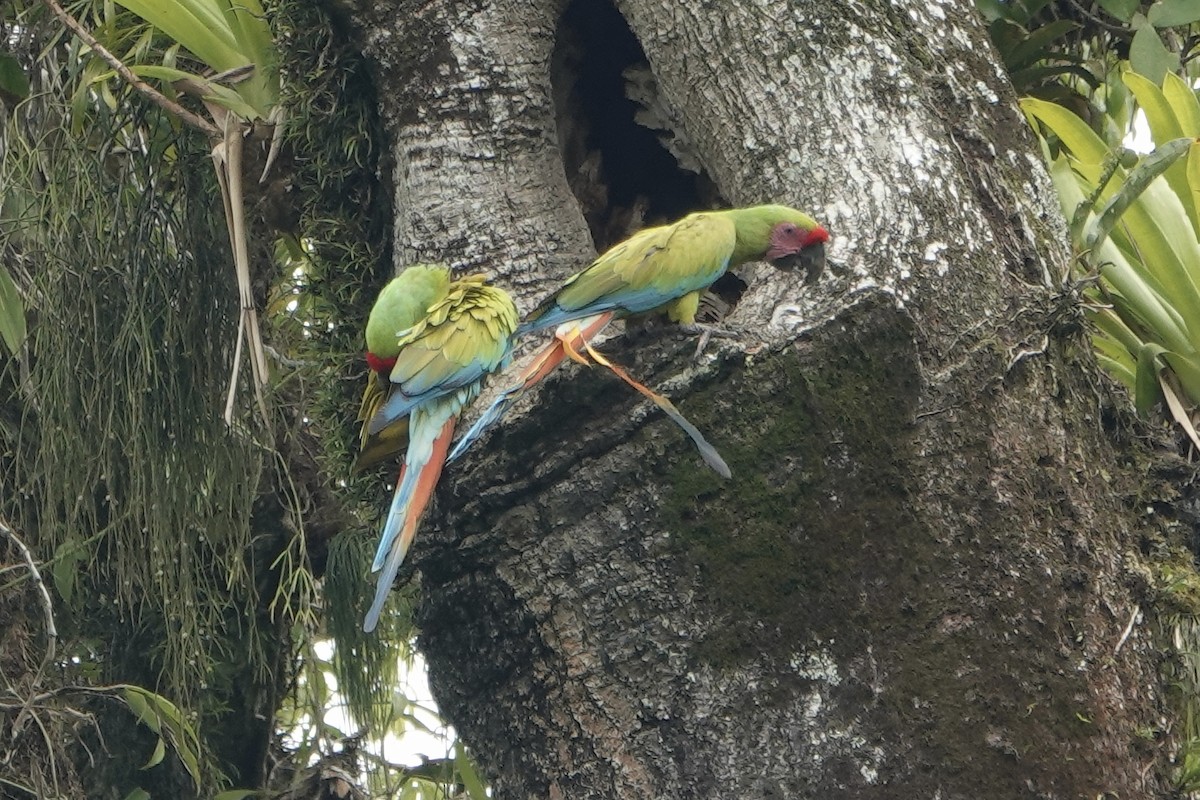Great Green Macaw - ML637612684