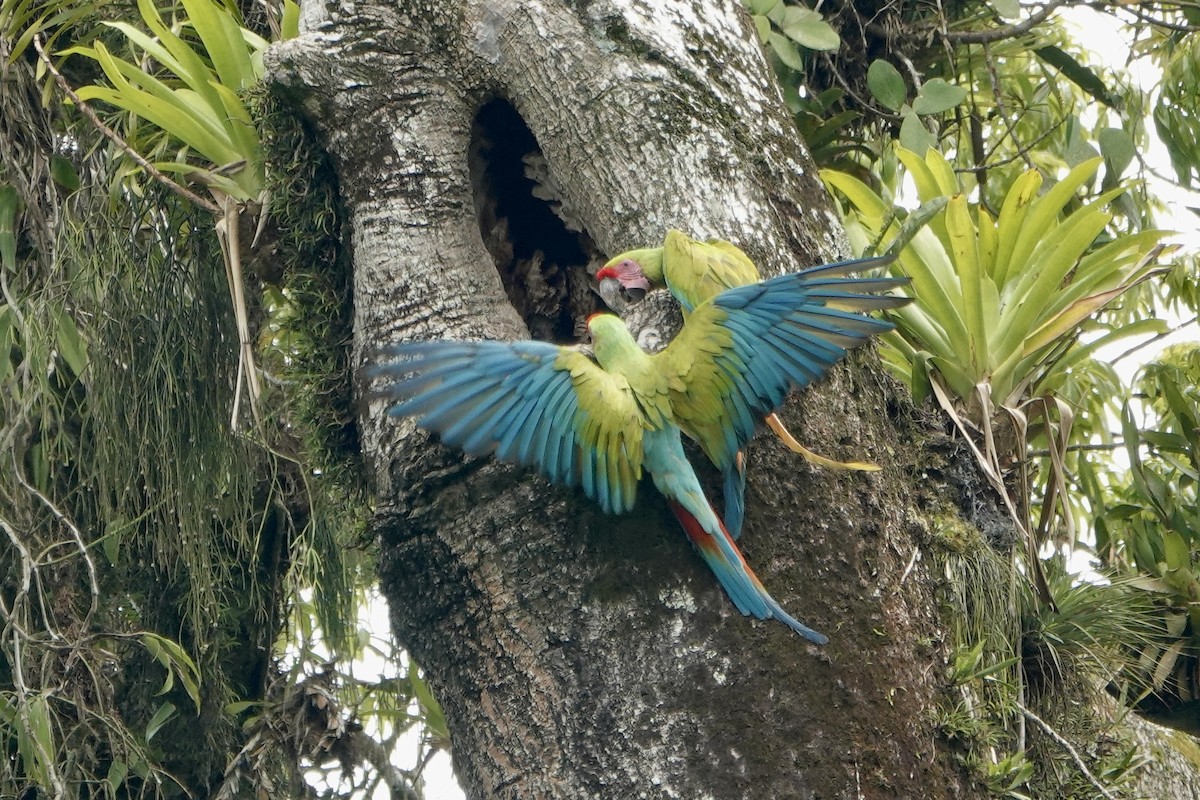 Great Green Macaw - ML637612696