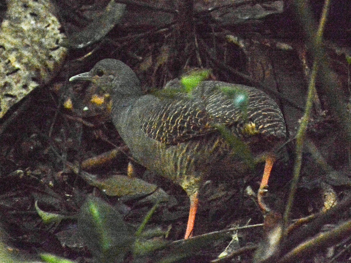 Slaty-breasted Tinamou - ML637612710