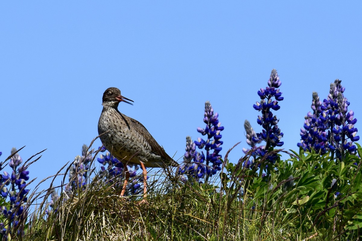 Common Redshank - ML637612735