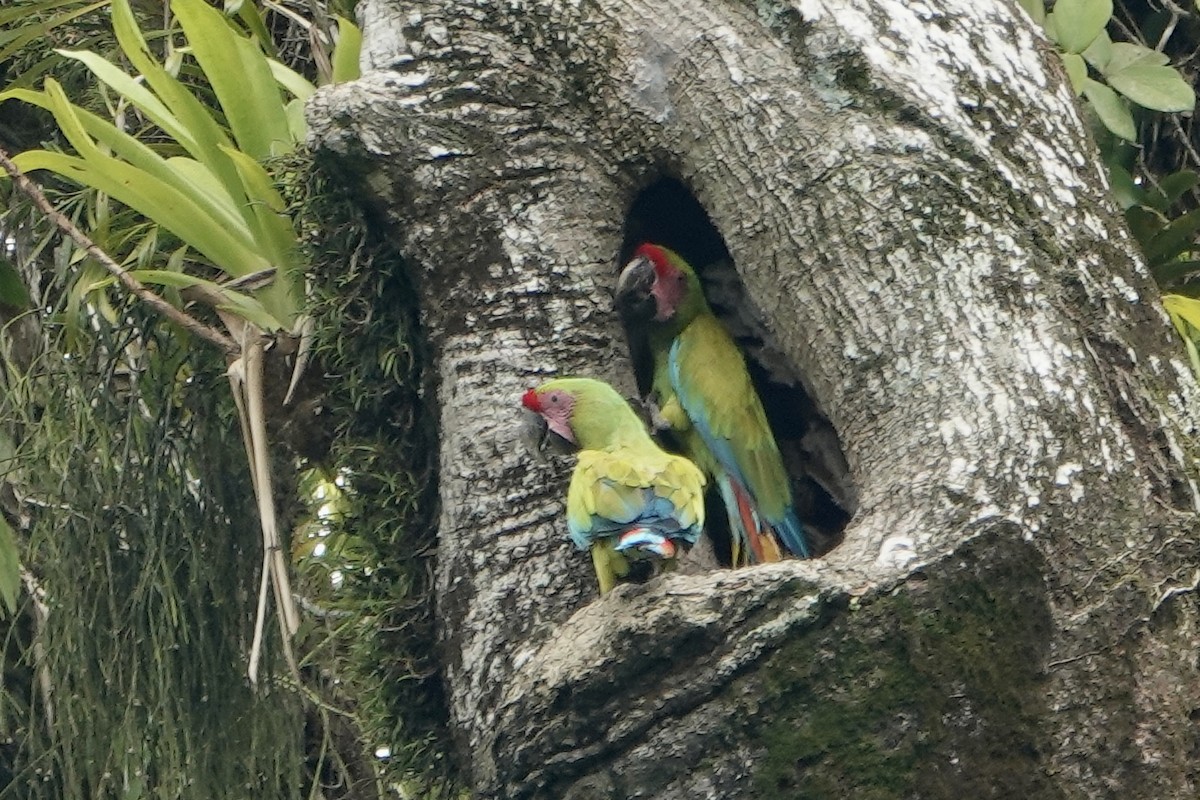 Great Green Macaw - ML637612736