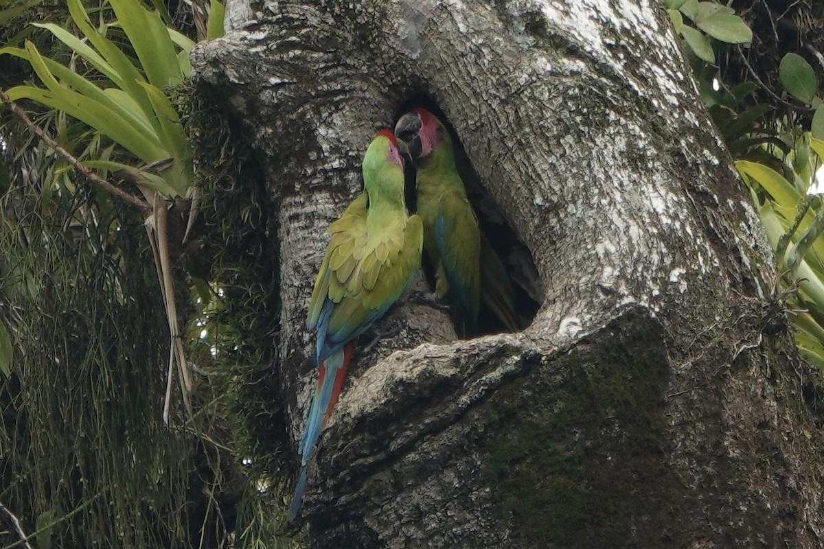Great Green Macaw - ML637612745