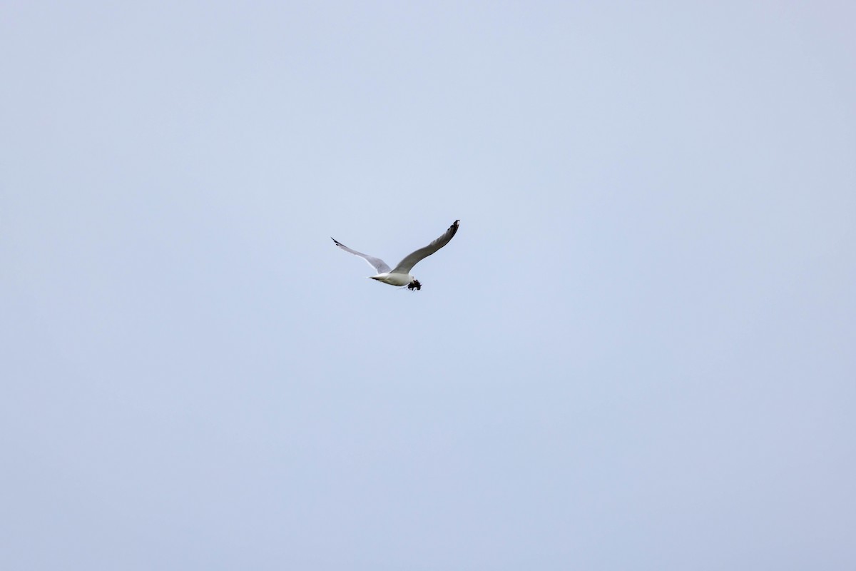 American Herring Gull - ML637612746
