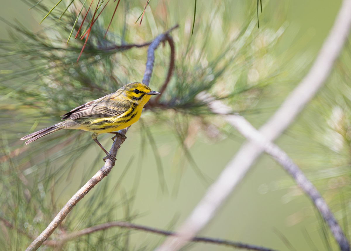 Prairie Warbler - ML637612752