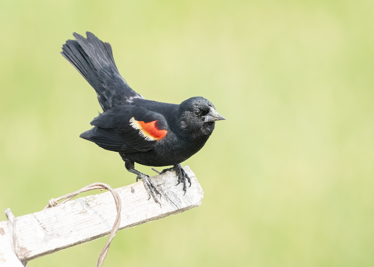 Red-winged Blackbird - ML637612771