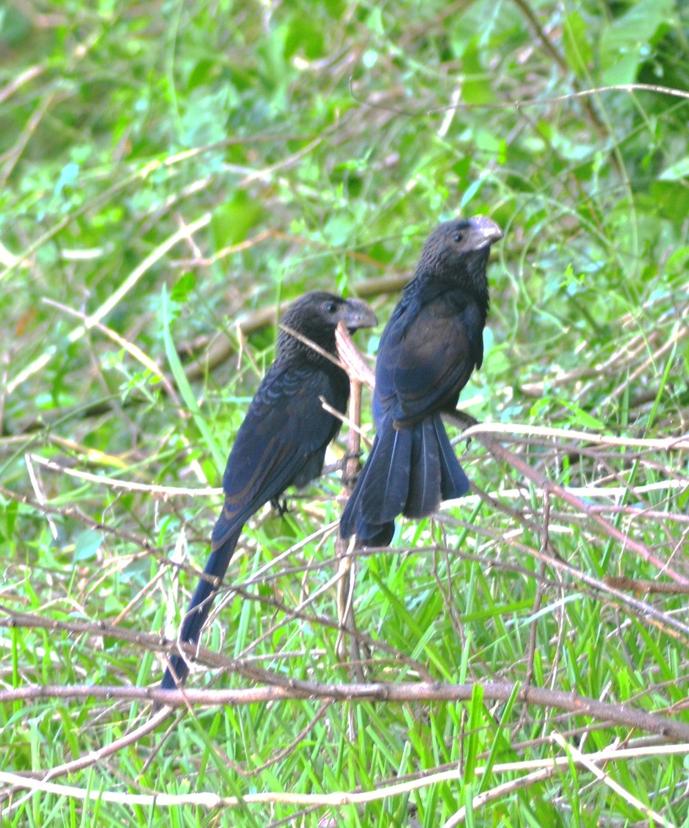 Smooth-billed Ani - ML637612801
