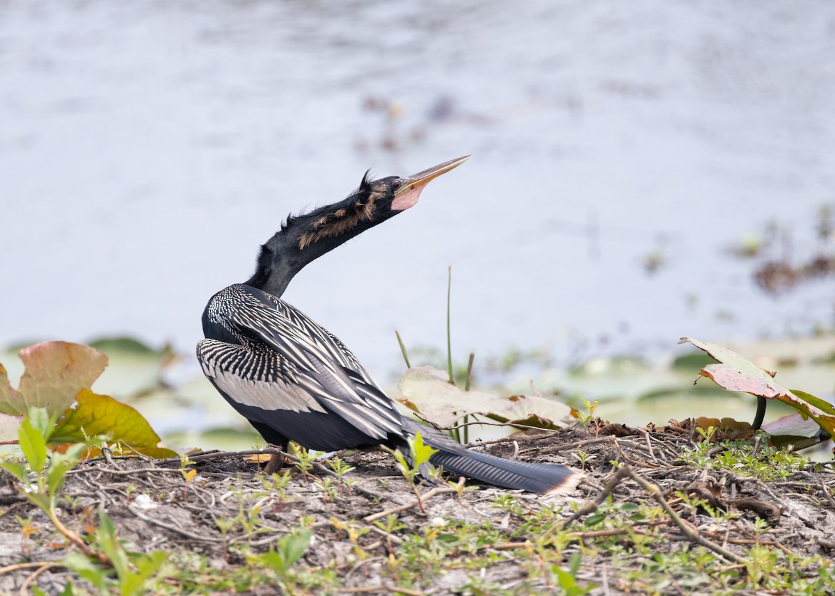 Anhinga - ML637612802