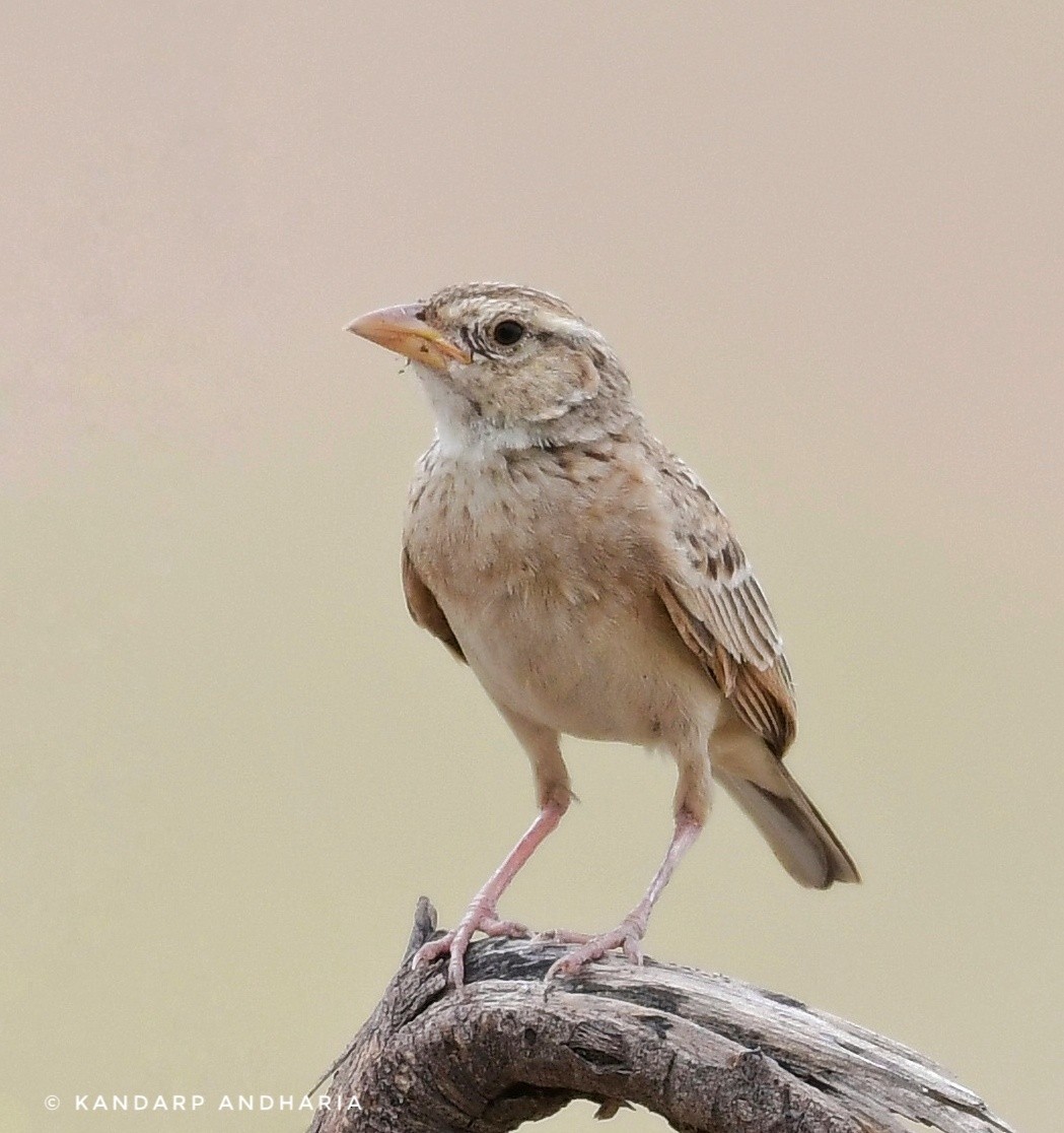 Singing Bushlark - ML637612807