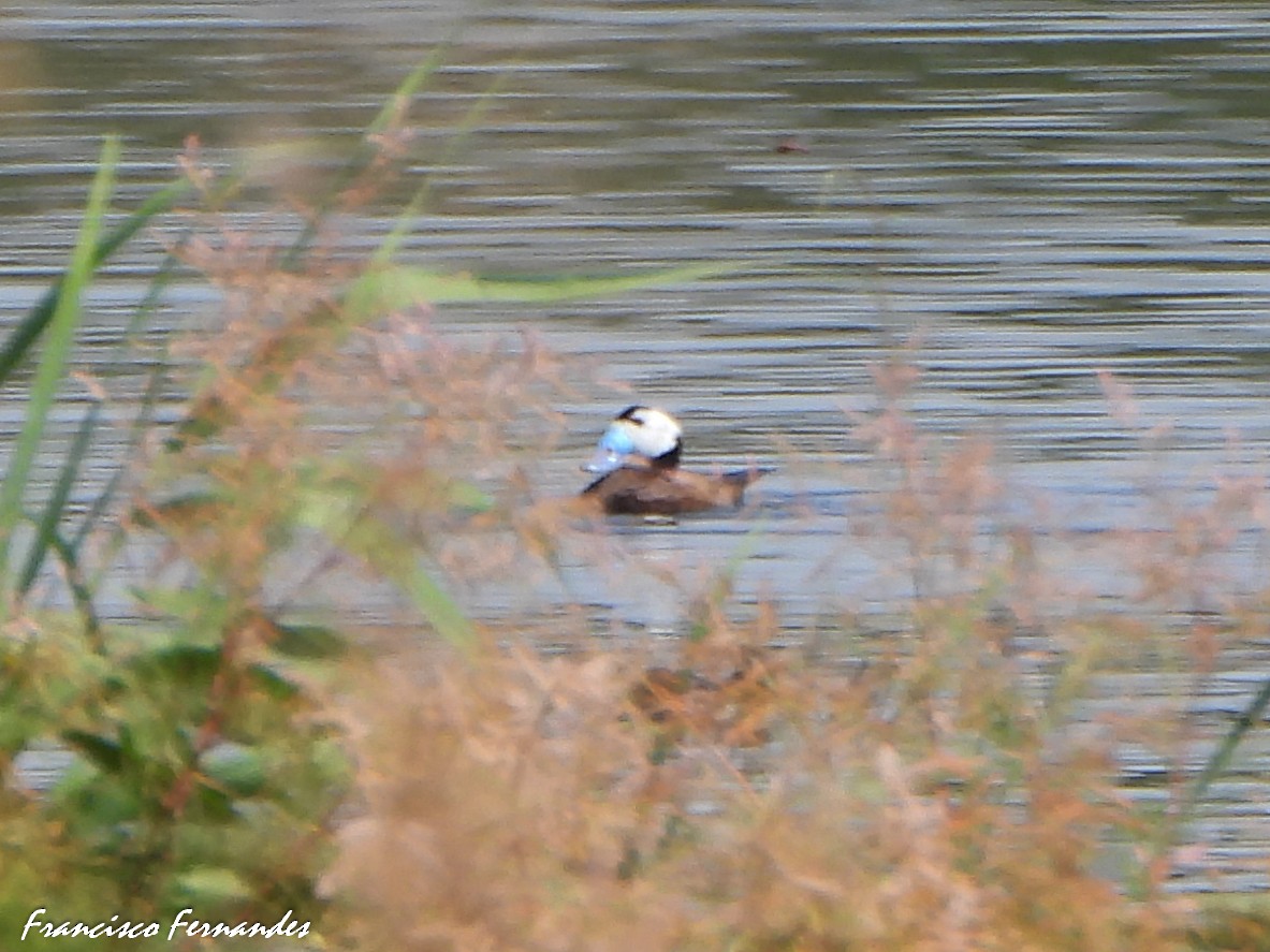 Gobbo rugginoso - ML637612814