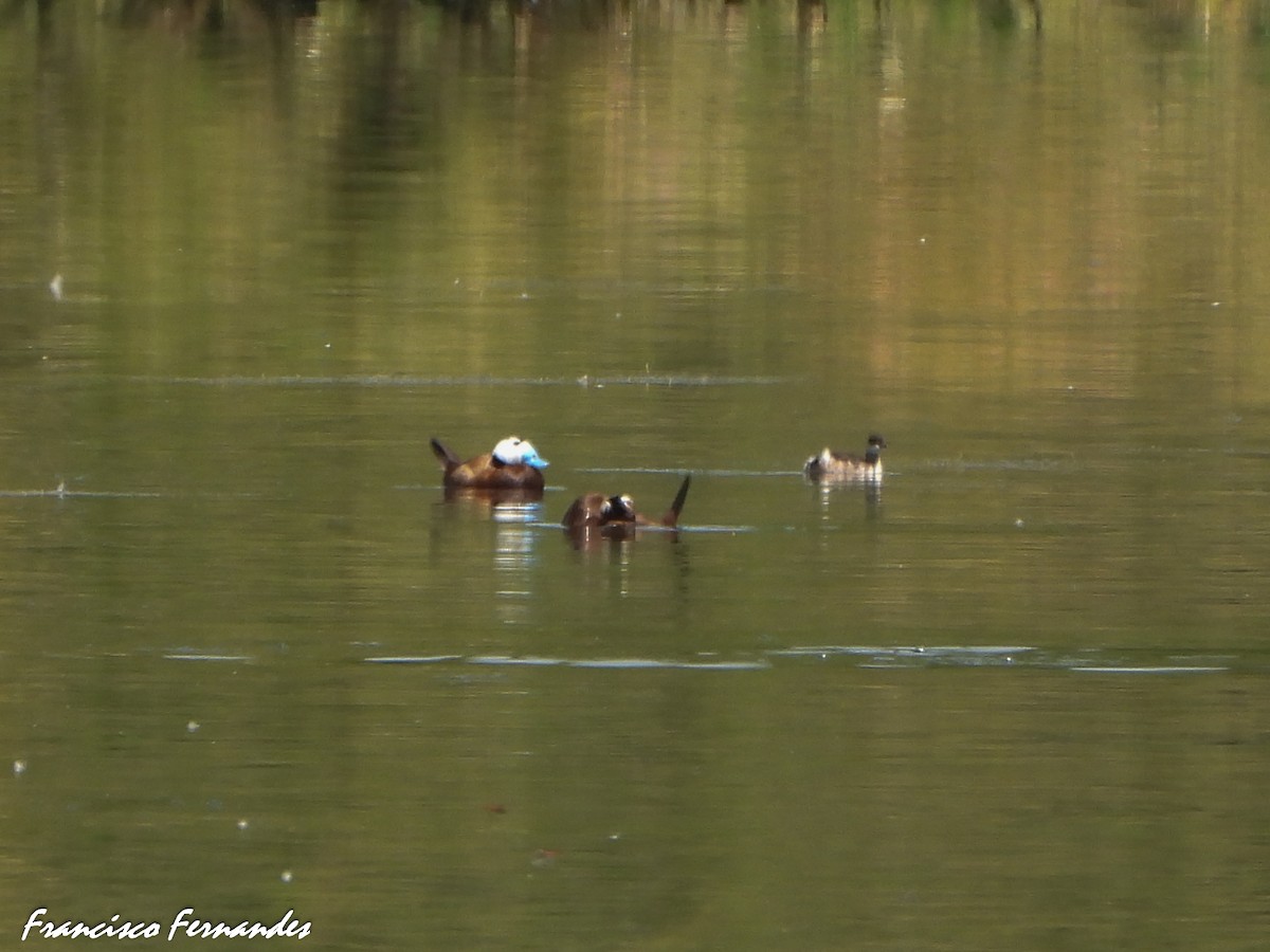 Gobbo rugginoso - ML637612815