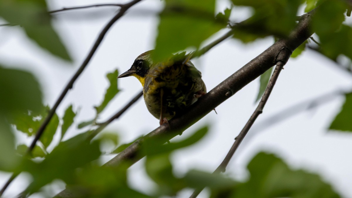 Common Yellowthroat - ML637612826