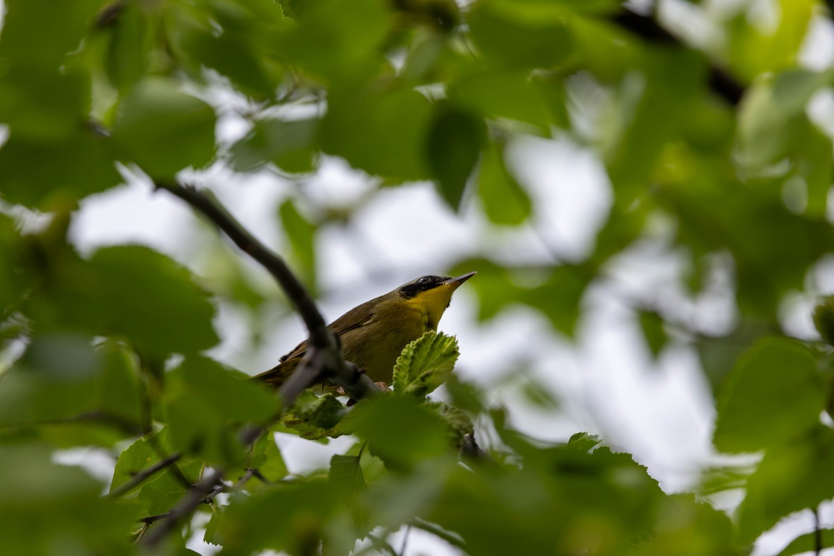 Common Yellowthroat - ML637612827