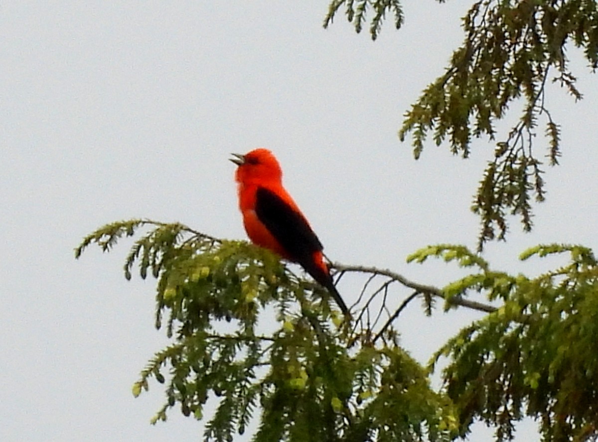 Scarlet Tanager - ML637612828