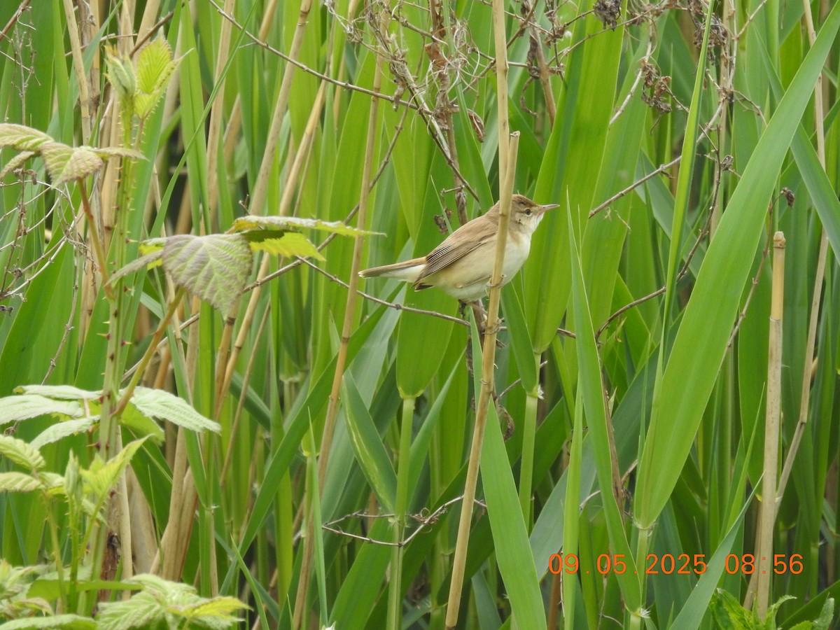 Common Reed Warbler - ML637612830