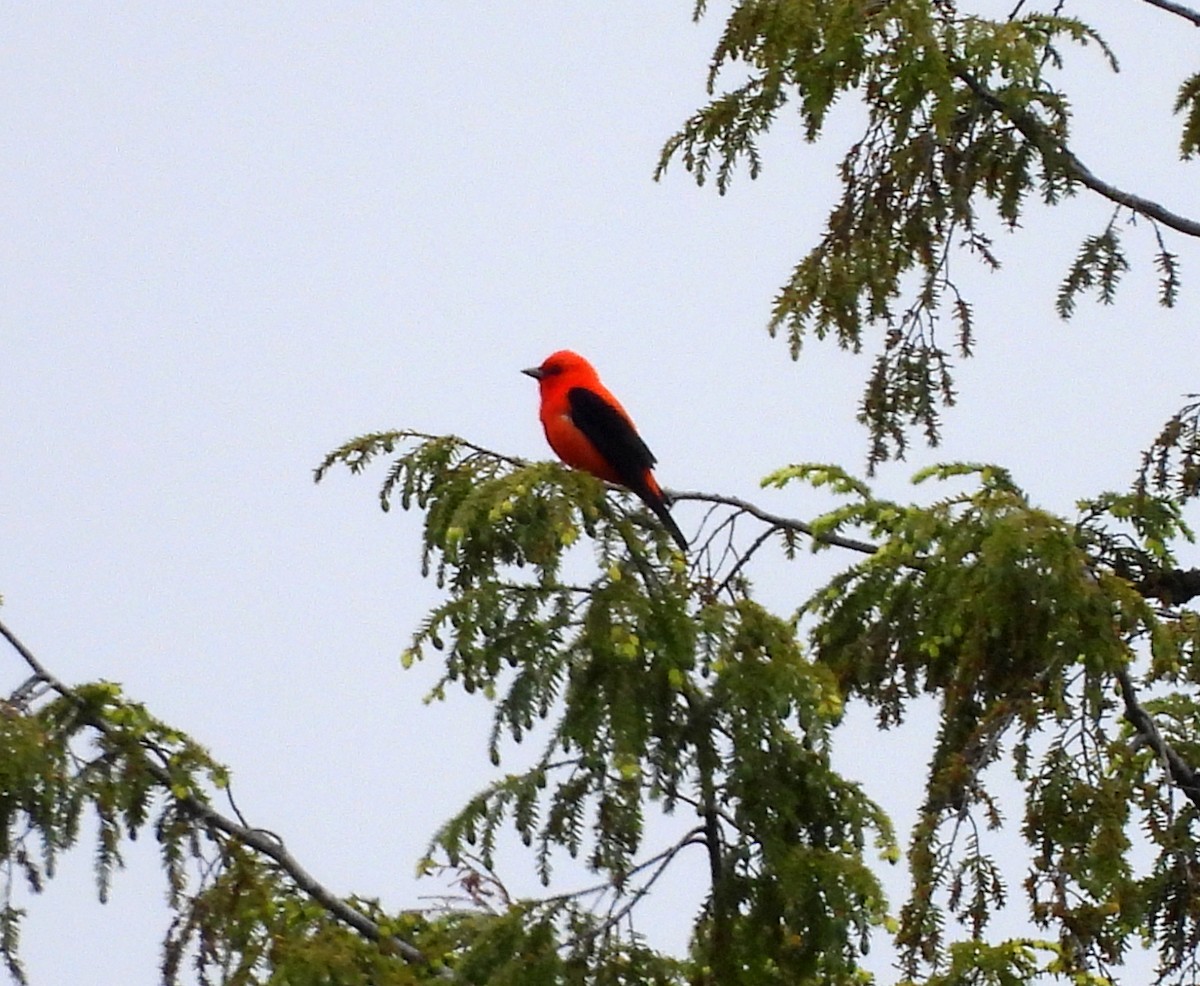 Scarlet Tanager - ML637612831