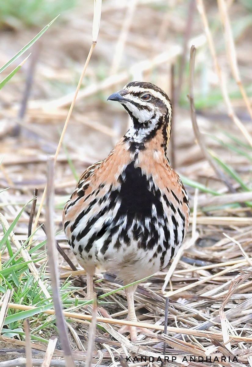 Rain Quail - ML637612852