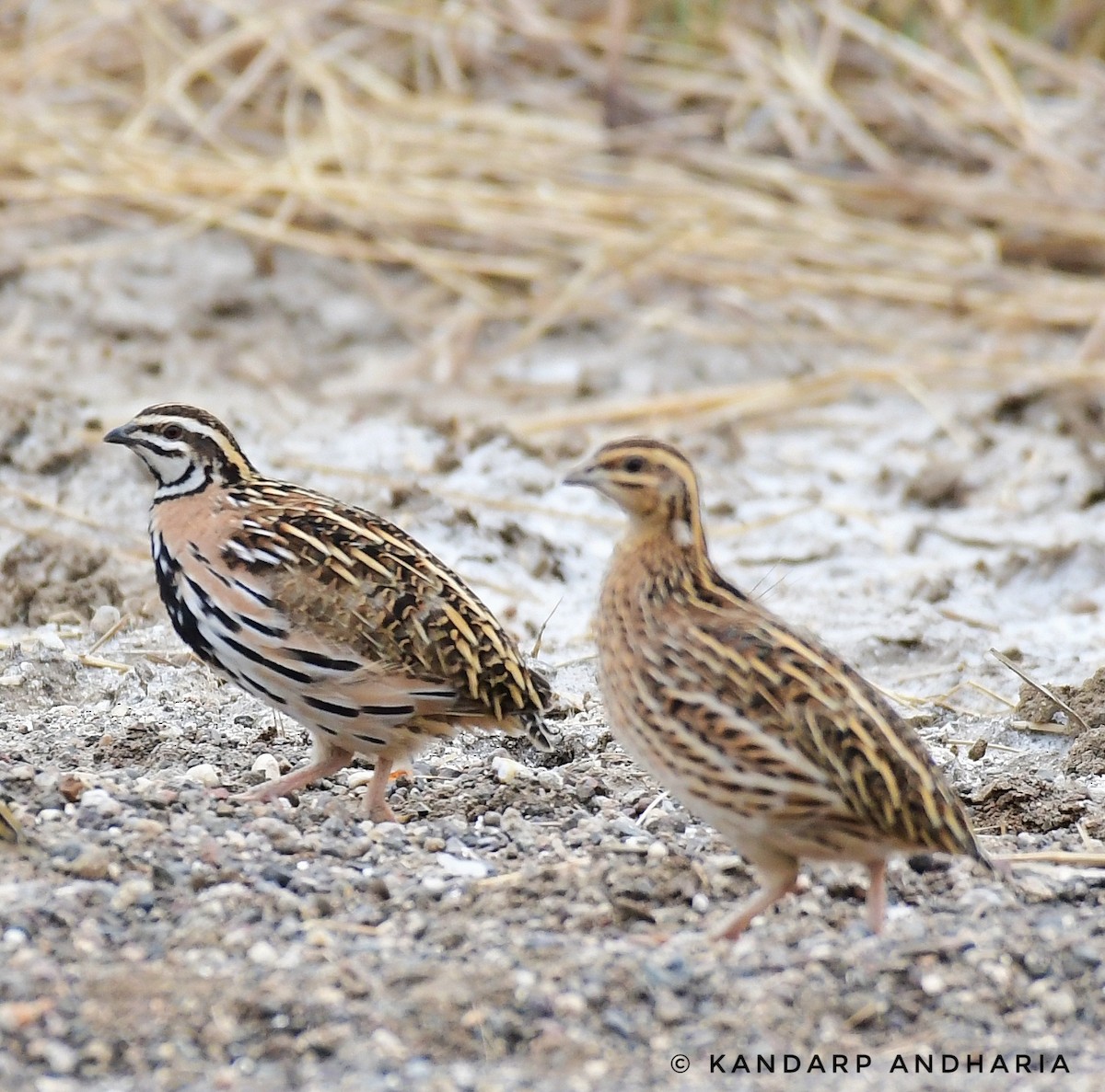 Rain Quail - ML637612853