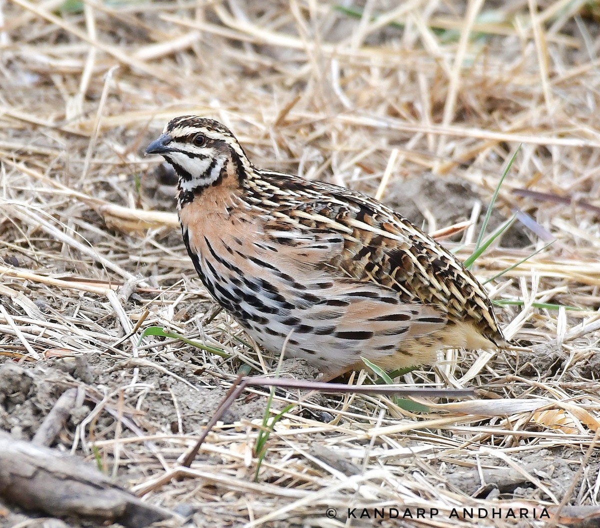 Rain Quail - ML637612855