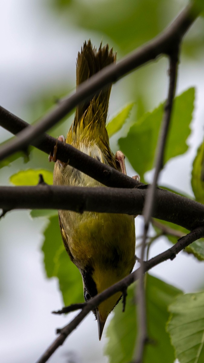Common Yellowthroat - ML637612856