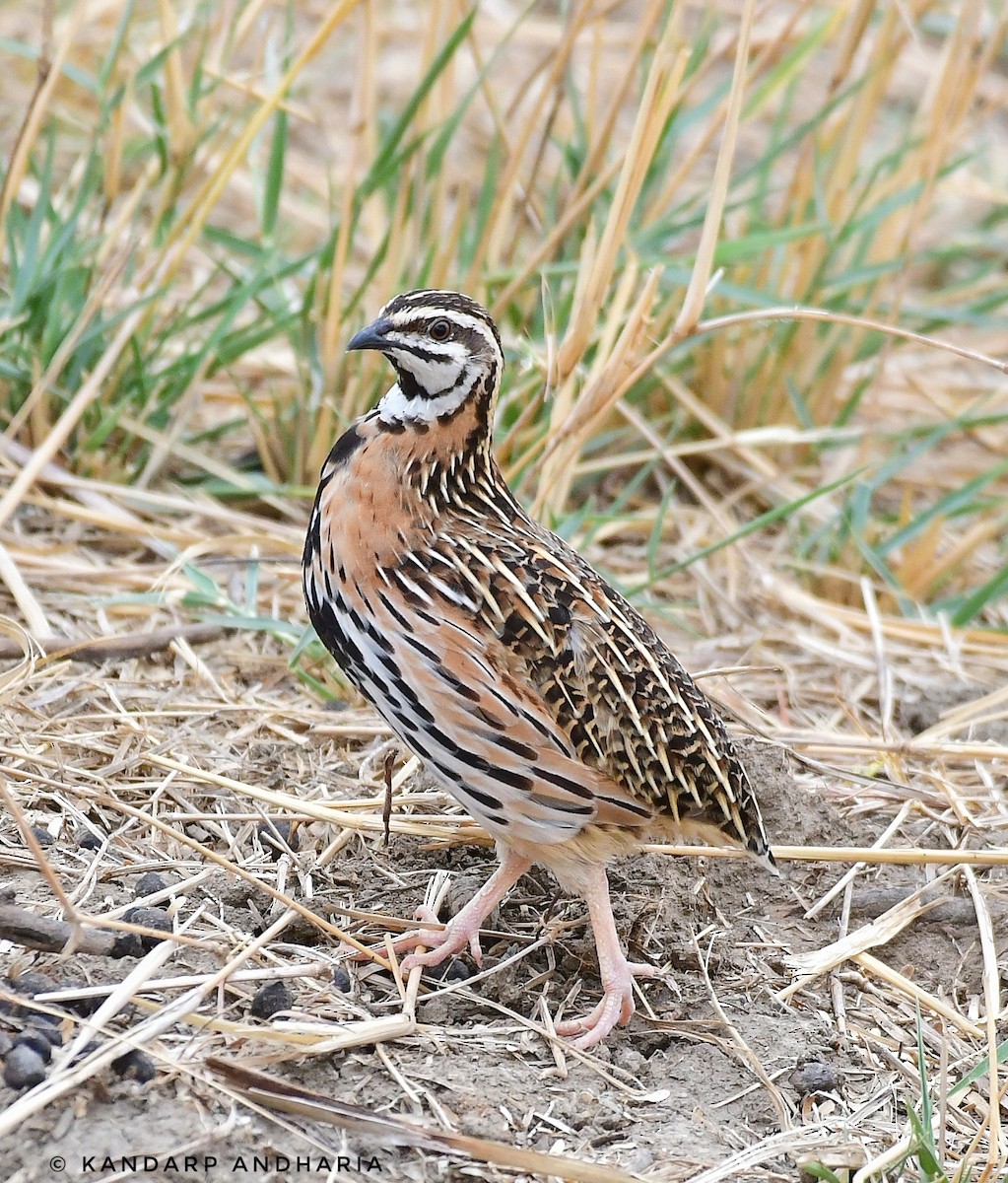 Rain Quail - ML637612857