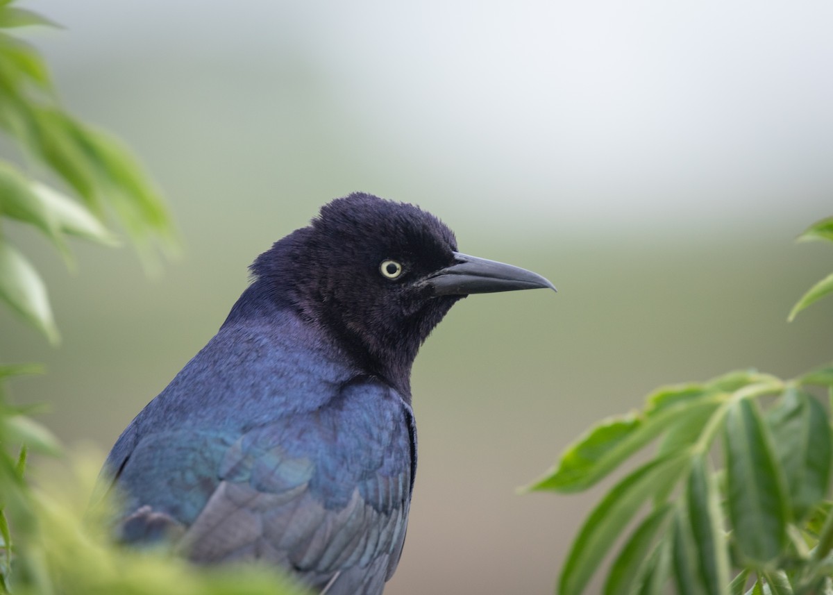 Boat-tailed Grackle - ML637612871