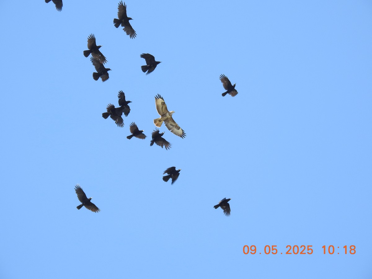 Common Buzzard - ML637612880
