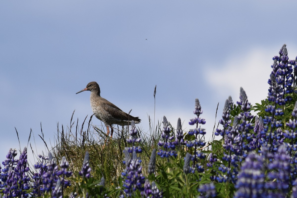 Common Redshank - ML637612895