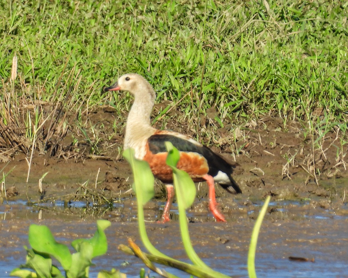 Orinoco Goose - ML637612897