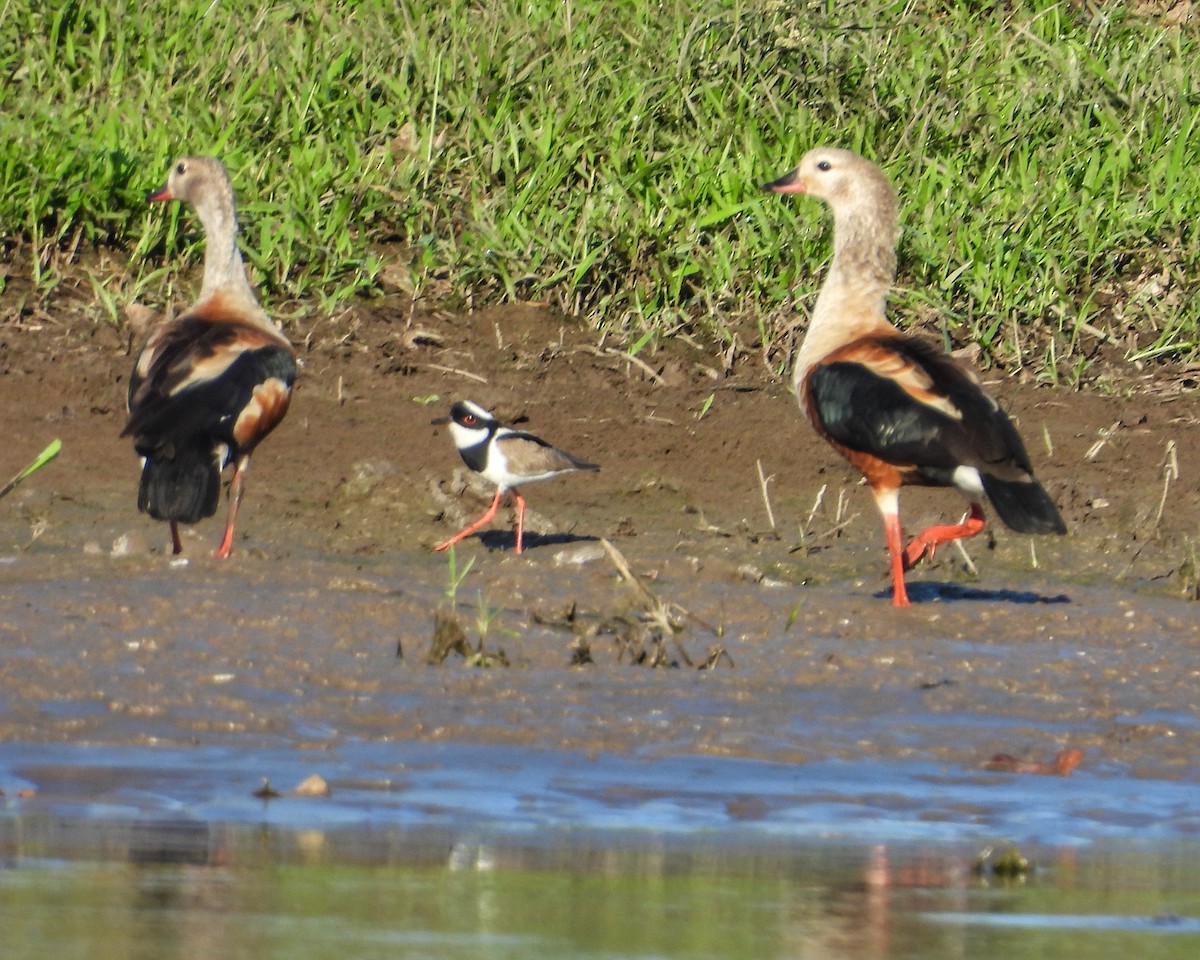 Orinoco Goose - ML637612898